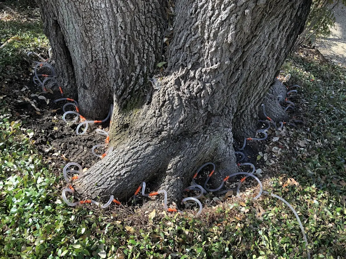 Detailed Tree Cabling and Bracing job site in Connelly Springs