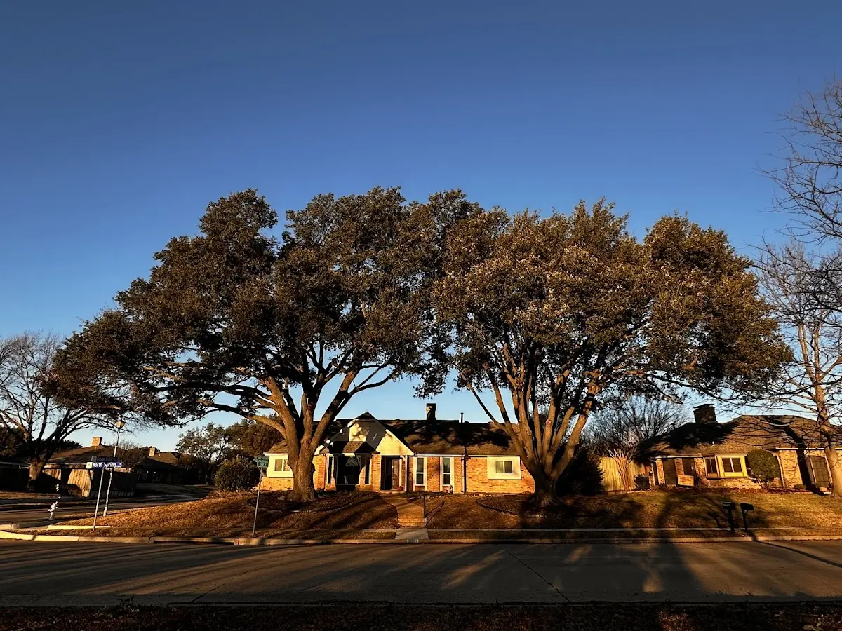 Established residential canopy tree shading a home in Connelly Springs